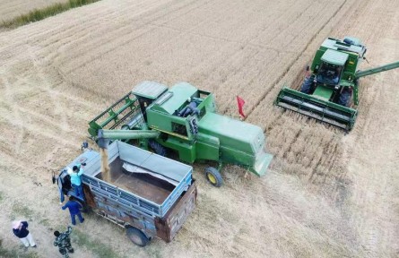 安徽淮南：麥浪滾滾夏收忙