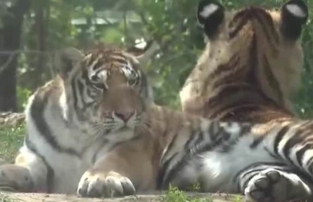 第51個世界環(huán)境日 中國珍稀保護(hù)動物物種不斷豐富