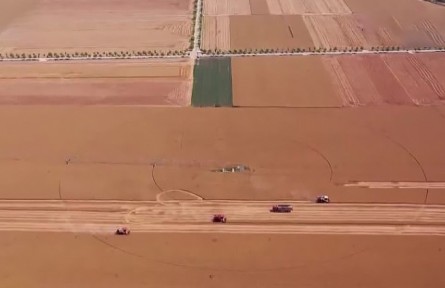 開秤啦！2022年夏糧上市呈現(xiàn)“三高”新變化