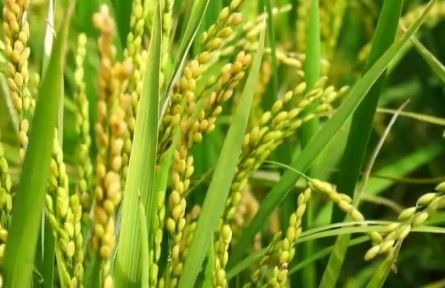 芒種：四野皆插秧 一年中最忙