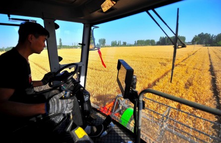 河南濮陽：黃河故道麥收忙