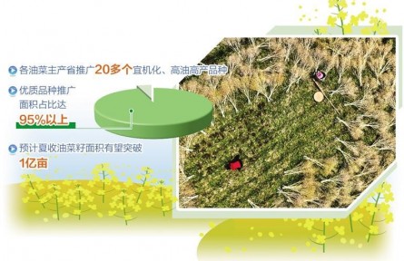 全國夏收油菜籽產銷兩旺 油菜產能提升成效初顯