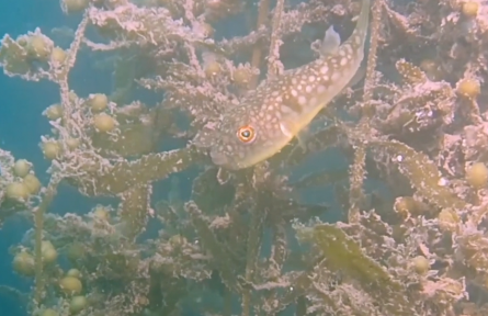 廣東深圳鹽田：“水下森林”構(gòu)建獨特“藍碳”海洋生態(tài)環(huán)境