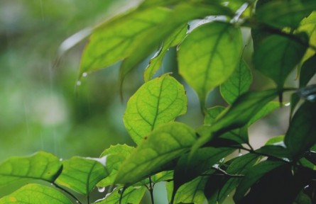 詩(shī)詞里的二十四節(jié)氣之芒種