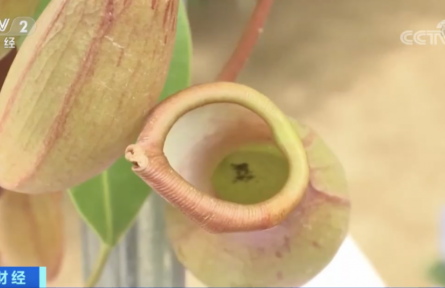 辟謠 | 驅(qū)蚊草、迷迭香……驅(qū)蚊捕蟲(chóng)植物火了！真的能趕走蚊子嗎？