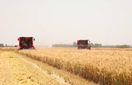 【在希望的田野上·三夏時節(jié)】我國夏糧主產區(qū)小麥收獲近六成