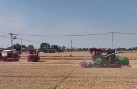 河北石家莊：430萬畝小麥陸續(xù)開鐮