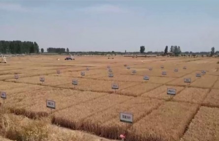 河南延津：國家現(xiàn)代農業(yè)產業(yè)園53.5萬畝小麥喜獲豐收