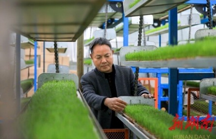 湖南岳陽金興村：誰知盤中餐，粒粒皆“智慧”