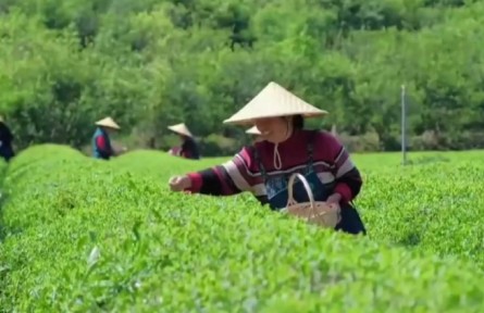 浙江安吉：一片綠葉守護(hù)的深情