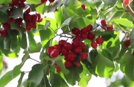 在希望的田野上·盛夏的果實(shí)