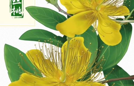 物種故事 | 金絲桃：燦若金絲，迎風(fēng)起舞，我是夏日里亮麗的風(fēng)景