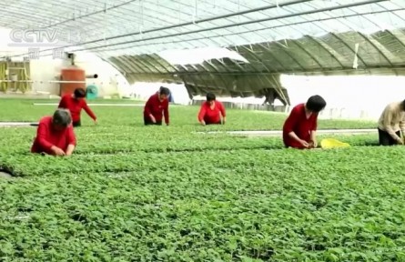 推進農業(yè)綠色發(fā)展 全面助力鄉(xiāng)村振興