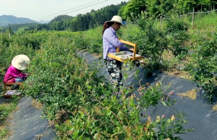 福建南平建陽區(qū)：構建“黨支部+”多元發(fā)展模式 促進鄉(xiāng)村振興