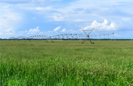 科技興草  科爾沁草業(yè)發(fā)展、草原“逆襲”