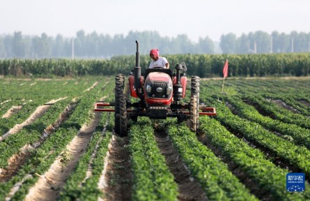 夏至?xí)r節(jié)農(nóng)事忙