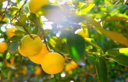 浙江常山探索實(shí)踐“兩山轉(zhuǎn)化”新打法