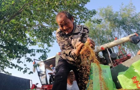 河北武邑：套種技術(shù)拓寬致富路