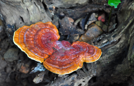 物種故事 | 四川靈芝：菌蓋似貝殼的白腐真菌