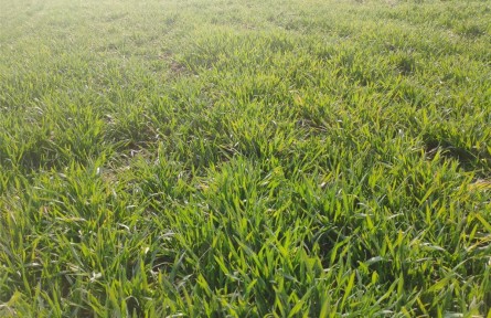 陜西武功：“科技壯苗”培訓(xùn) 助力農(nóng)業(yè)增效增收