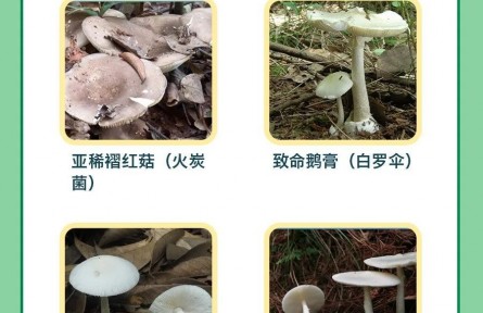 辟謠 | 男子用銀鐲試野蘑菇，仍中毒進(jìn)醫(yī)院！判斷毒菌有兩大金標(biāo)準(zhǔn)