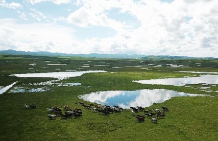 甘肅瑪曲：黃河，從這里清澈流過