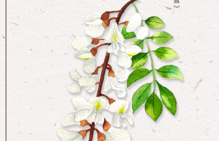 物種故事 | 刺槐：槐花滿院氣，松子落階聲