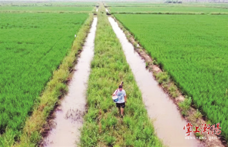 湖南衡陽：“三夏”時節(jié)，農(nóng)技專家多“錦囊”