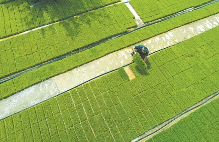 端穩(wěn)中國飯碗，貢獻安徽力量