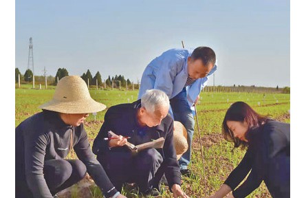 八旬小麥育種專家趙瑜：將“育種報國”夢想寫在大地上