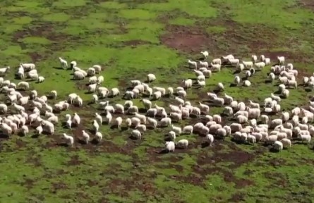 青海祁連：草原風(fēng)光美如畫 牧民轉(zhuǎn)場(chǎng)正當(dāng)時(shí)