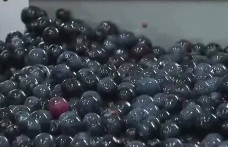 重慶南川：萬(wàn)畝藍(lán)莓豐收 科技助力增收