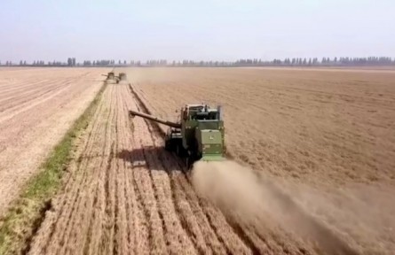 河南：優(yōu)質麥“長”出好效益 激發(fā)種糧積極性