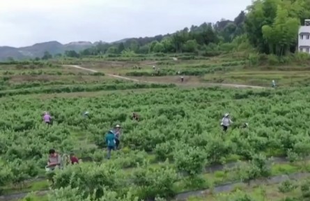 重慶南川：萬畝藍(lán)莓豐收 科技助力增收