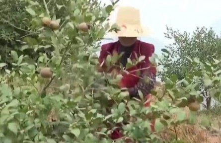 多措并舉 推動(dòng)木本油料產(chǎn)業(yè)健康發(fā)展