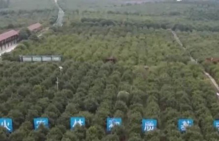 我國木本油料種植面積超過2億畝