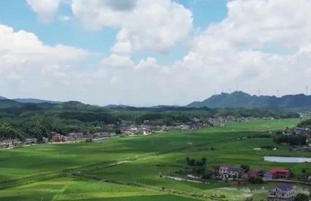 【在希望的田野上·三夏時(shí)節(jié)】精細(xì)高效管理 農(nóng)作物長勢良好