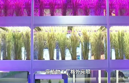 曬曬咱的國之重器：植物工廠水稻育種加速器