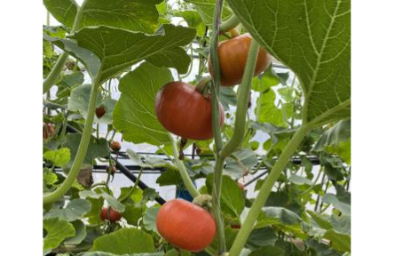 農(nóng)業(yè)新技術(shù)京郊首次應(yīng)用，無(wú)土栽培貝貝南瓜在北京市順義區(qū)試種成功