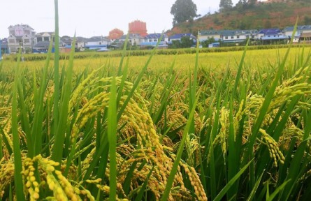 云南糧食產(chǎn)量10年來持續(xù)穩(wěn)定增長(zhǎng)