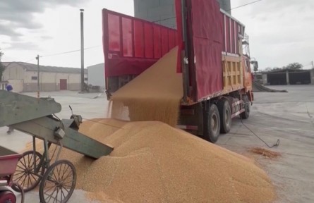 【在希望的田野上·三夏時(shí)節(jié)】夏糧收購超3000萬噸 各地優(yōu)化為農(nóng)服務(wù)