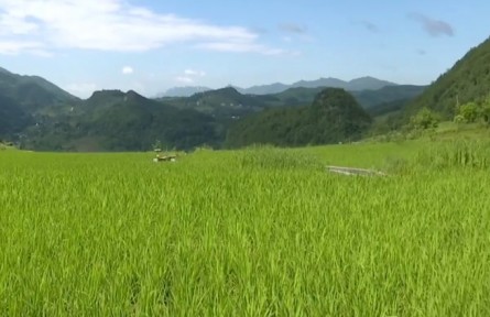 重慶市多措并舉抓夏管 確保農(nóng)產(chǎn)品豐產(chǎn)增收