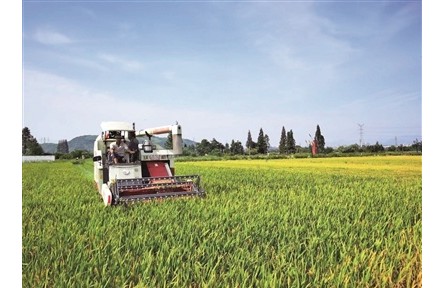 浙江寧波：給水稻“減肥”，在稻田邊種花