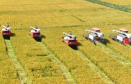 秋糧面積穩(wěn)中有增 各地力促穩(wěn)產(chǎn)豐收