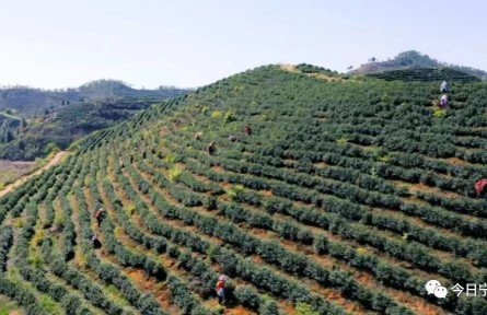 “外來(lái)媳婦”盤春梅帶領(lǐng)村民開(kāi)創(chuàng)致富路 讓窮山溝變好地方