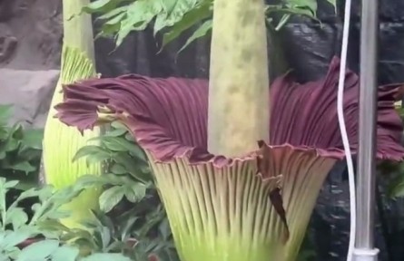 花還有臭的？“臭美”巨魔芋了解一下！