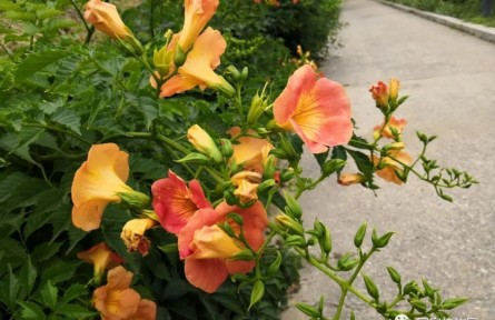 物種故事 | 凌霄：攀緣伸展迎風舞，橙花綠葉綴枝頭