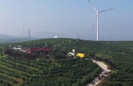 山東諸城：又是一年榛果飄香時 村民忙采摘