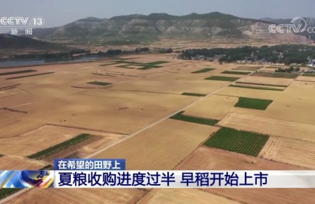 夏糧收購進(jìn)度過半 早稻開始上市