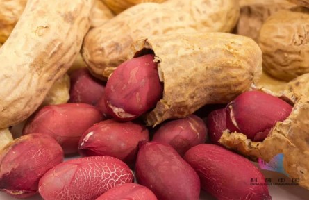 健康問(wèn)答 | 吃花生能軟化血管、清除垃圾？